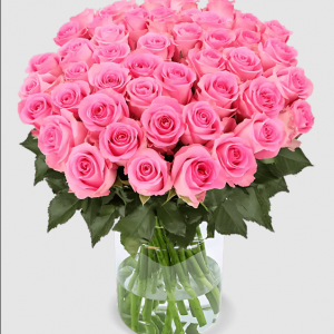 40 pinke Rosen