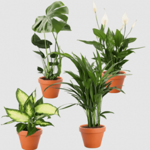 4er-Pflanzen-Set – Toppreis für dein urbanes Dschungel-Ambiente