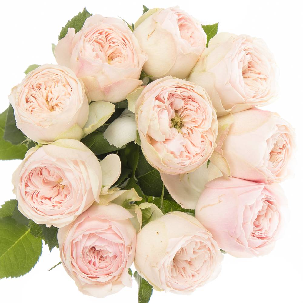 Rose Mansfield 5 bis 10 Stück