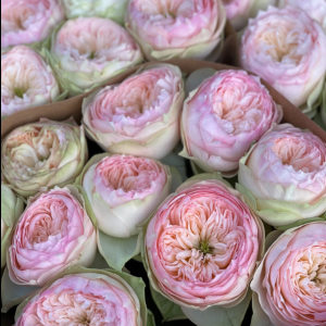 Rose Pinki Pie  5 bis 10 Stück