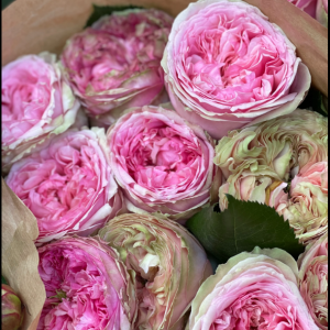 Rose Pride of Jane 5 bis 10 Stück