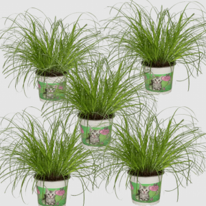 5er-Katzengras-Set – Toppreis bei Flower Power