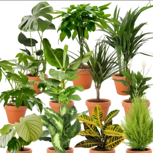 7er-Pflanzen-Überraschungs-Set – Toppreis bei Flower Power