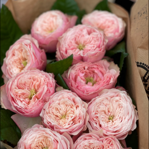 Rosen Northhanger Abby 5 bis 10 Stück