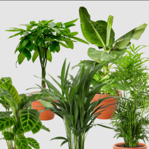 5er-Pflanzenset „Tierfreund-Kitty“ – Toppreis bei Flower Power