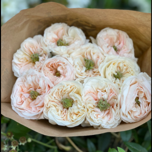 Rose Tinkerbell 5 bis 10 Stück