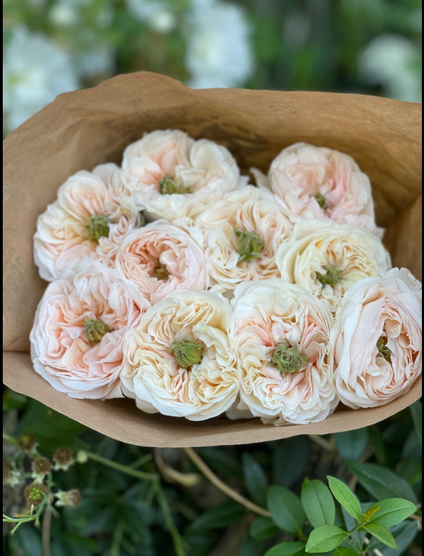 Rose Tinkerbell 5 bis 10 Stück