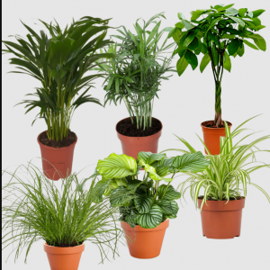 6er-Set „Katzenliebhaber“ – Toppreis bei Flower Power