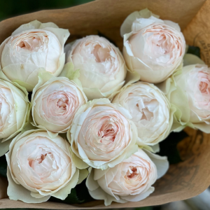 Woodhouse  Rose 5 bis 10 Stück