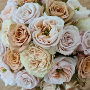 Shades of Beige  Rose 5 bis 10 Stück