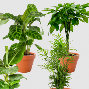 Tierfreundliches 4er-Pflanzen-Set – Toppreis bei Flower Power