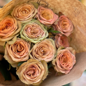 Rose Café 5 bis 10 Stück