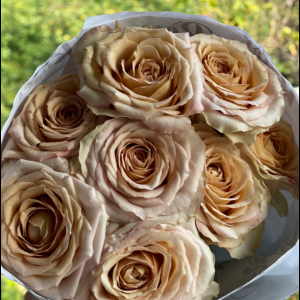 Rose New Brown  5 bis 10 Stück