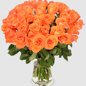 20 orange Rosen