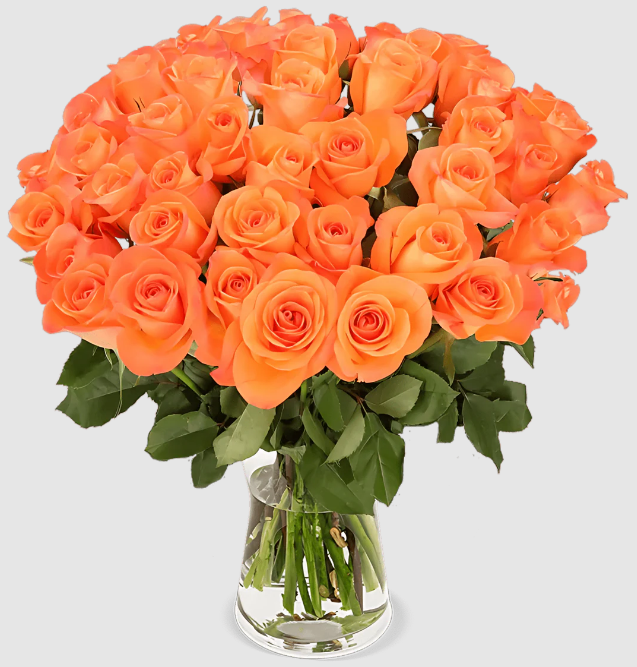 20 orange Rosen