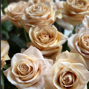 Rose Champagner Farbe ‚Brut‘ 5 bis 10 Stück