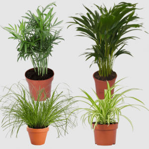 4er-Pflanzen-Set „Katzenliebhaber“ – Toppreis bei Flower Power