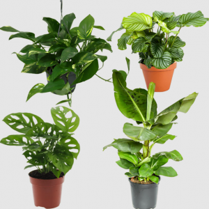 4er-Pflanzen-Set „Exotica“ – Toppreis bei Flower Power