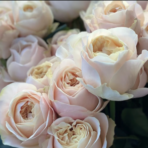 Rose Unforgettable 5 bis 10 Stück