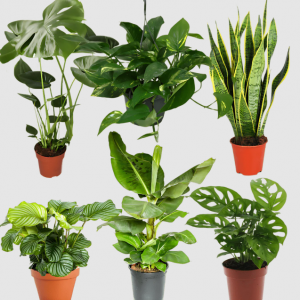 Exotica 6er-Pflanzen-Set – Toppreis bei Flower Power