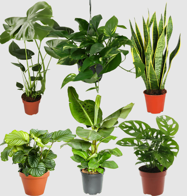 Exotica 6er-Pflanzen-Set – Toppreis bei Flower Power