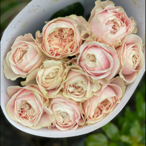 Chiffon Rose 5 bis 10 Stück