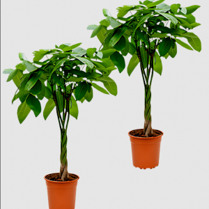 Glückskastanie 2er-Set – Toppreis bei Flower Power