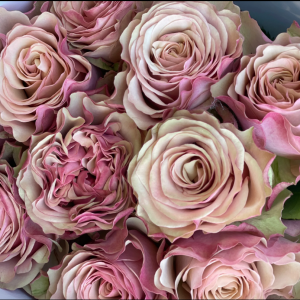 Rose Vintage Bourbon 5 bis 10 Stück