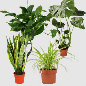 4er-Pflanzen-Set „EasyCare“ – Toppreis bei Flower Power