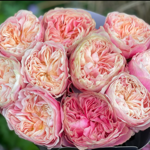 Rose Victoria Classic 5 bis 10 Stück