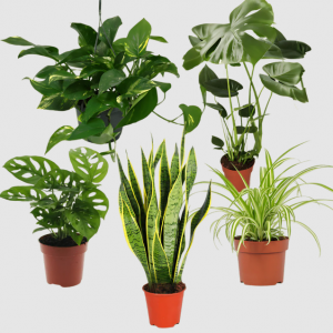 5er-Pflanzen-Set „EasyCare“ – Toppreis bei Flower Power