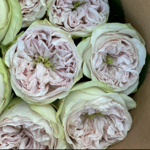 Rose Shades of Grey 5 bis 10 Stück