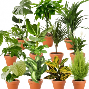 9er-Pflanzen-Überraschungs-Set – Toppreis bei Flower Power